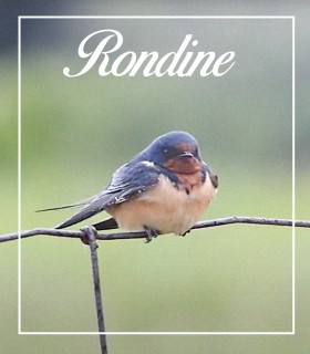Rondine